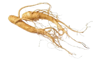 Menryx Panax ginseng ingredient close-up