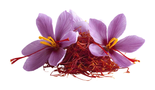 Panax Ginseng