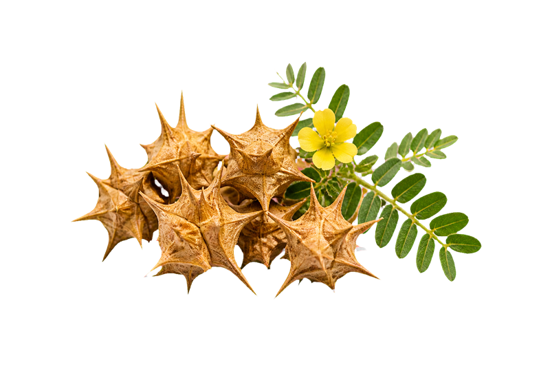 Gokshura Extract